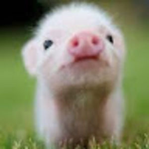 Meet your Posher, Elis4610